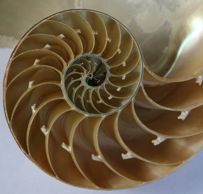 Fibonacci spirali ile görülen bir deniz kabuğu altın oran gösterir.