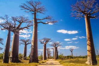 baobab ağacı