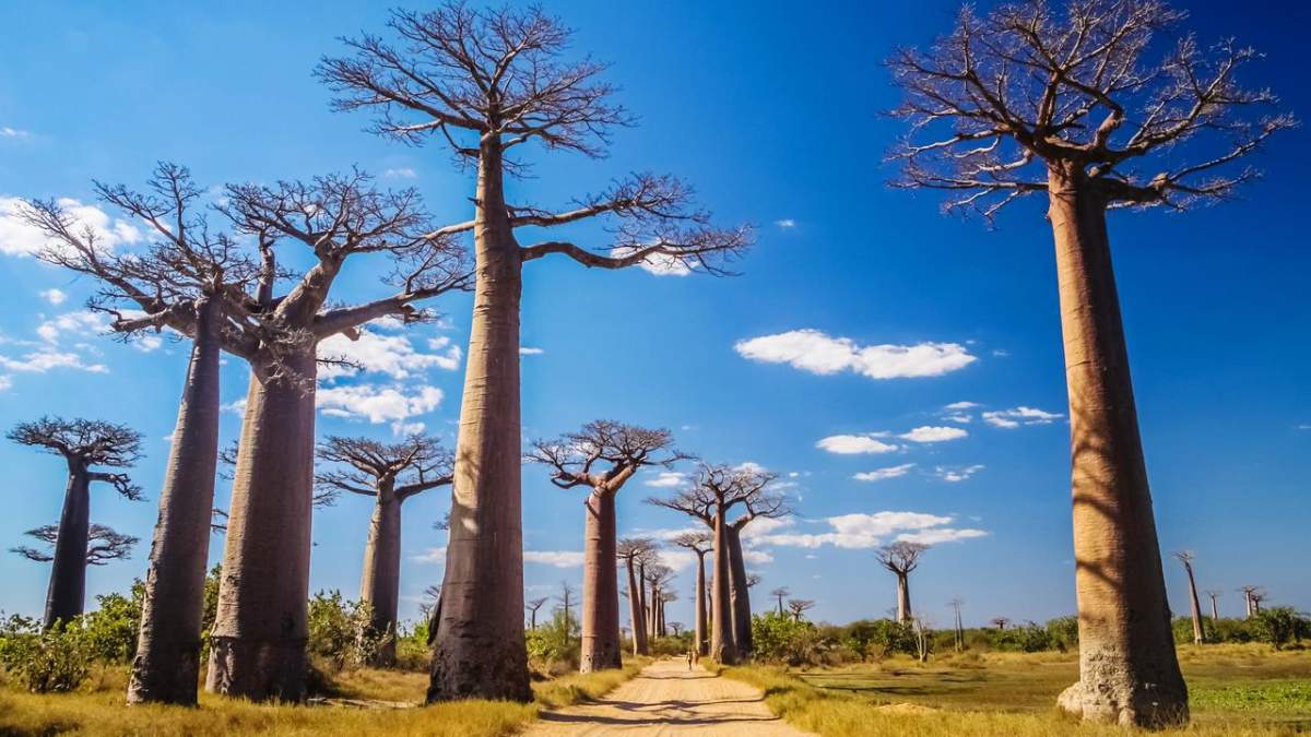 baobab ağacı