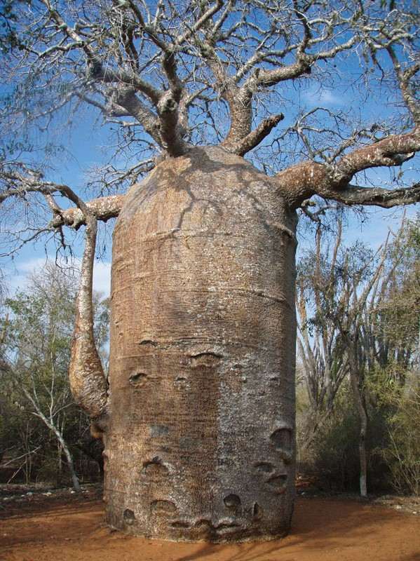 Baobab ağacı: Madagaskar'a özgü silindir biçimli tür (Adansonia perrieri).