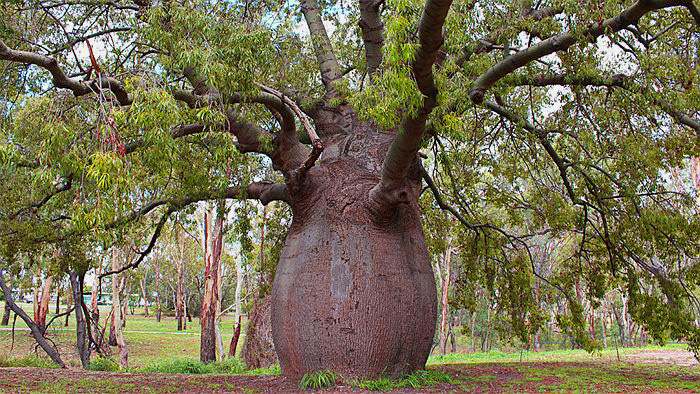 Avustralyalılar tarafından "şişe ağacı" olarak da bilinen baobab ağacı türü (Adansonia gregorii).