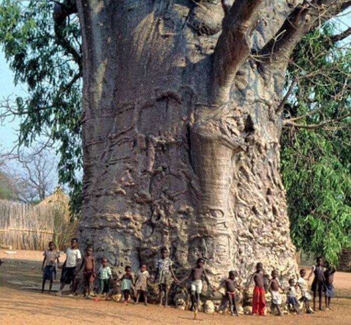dünyanın en büyük ağaçlarından Sagole Baobab