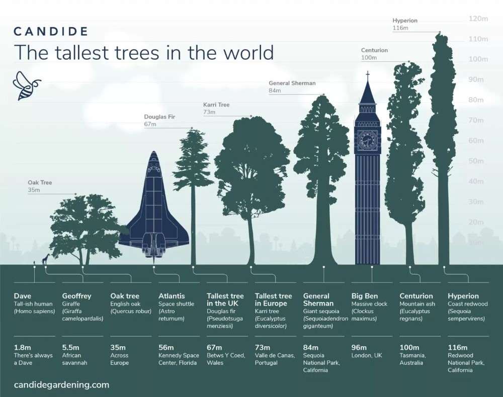 dünyanın en uzun ağacı Hyperion