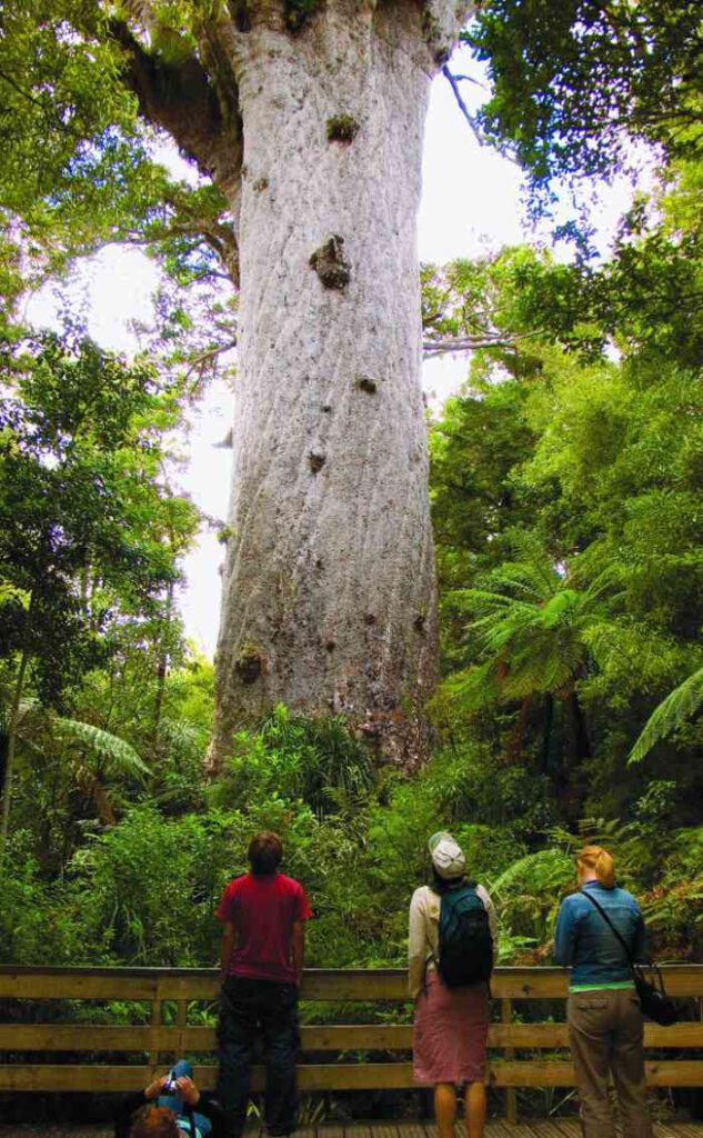 Tane Mahuta en büyük ağaçlardan biridir