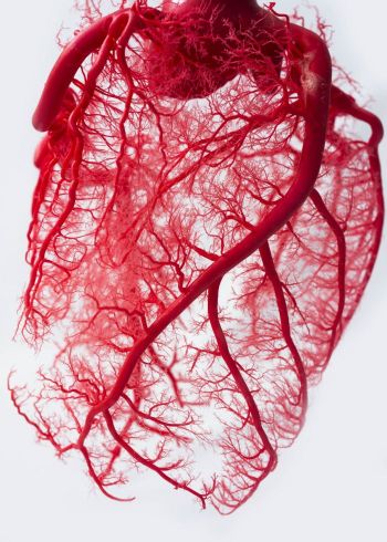İnsan kalp damar sistemi fraktal