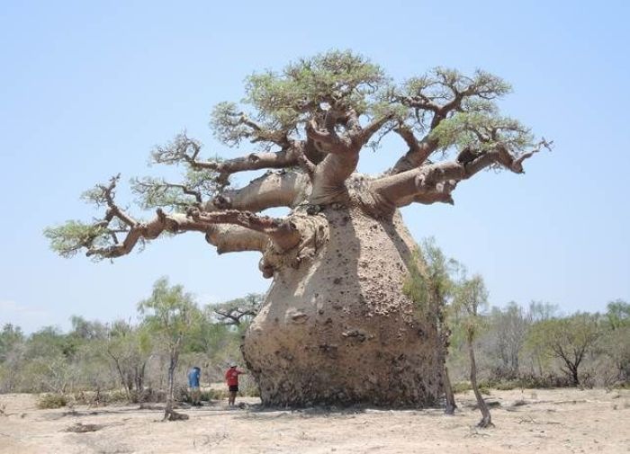 Madagaskar'ın Hamile Baobab olarak bildiği bu tür 14,8 metre yüksekliğe, göğüsten 23,9 metre çevreye ve 360 m3 odun hacmine sahip. 