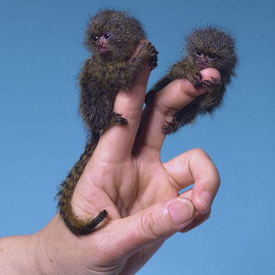Yalnızca birkaç gram ağırlığındaki bebek parmak maymunlar.