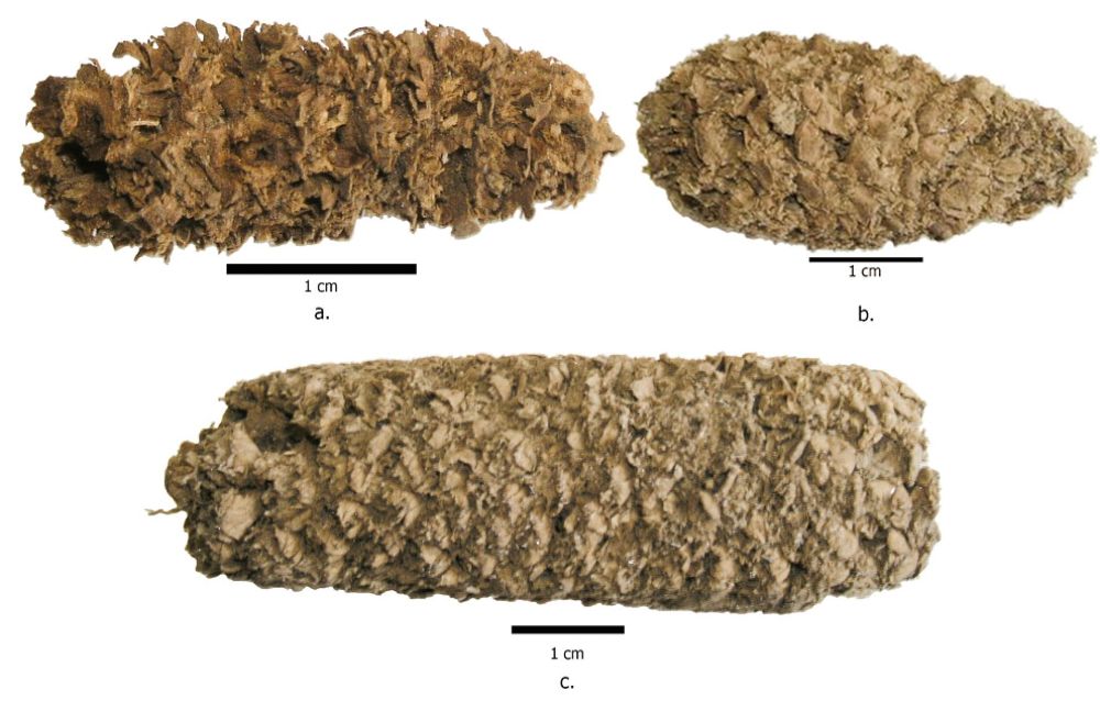 Bulunan en eski patlamış mısır kalıntısı 6.700 yaşında.