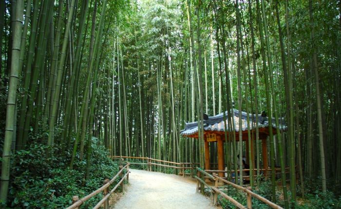 bambu ormanı
