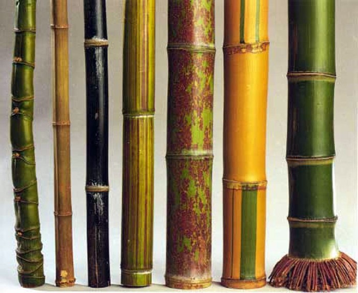 bambu ağacının farklı renkleri