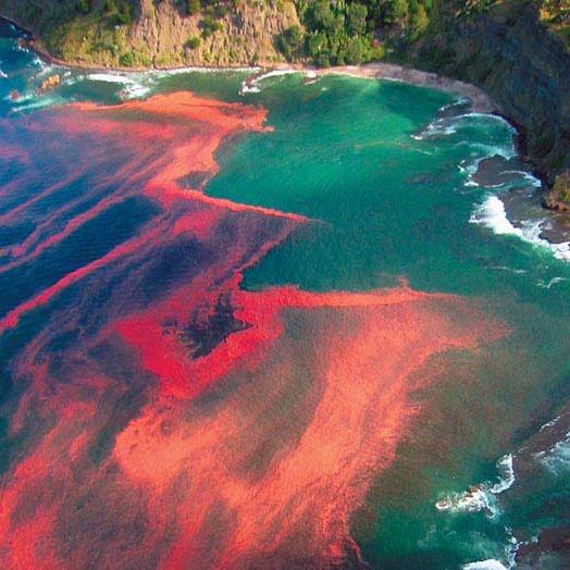 Kızıl gelgit olayındaki aşırı alg büyümesi tehlikelidir; deniz organizmasını öldüren, kabuklu deniz hayvanlarını tahriş eden ve hatta havayı kirleten zehirler üretiyor.