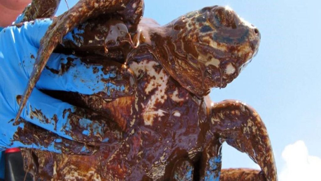2010'daki Deepwater Horizon sızıntısıyla petrole bulanmış Ridley deniz kaplumbağası.
