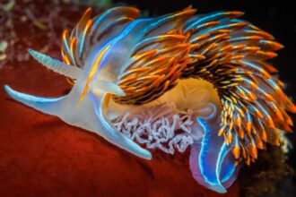 Deniz Sümüklü Böceği opalescent_nudibranch