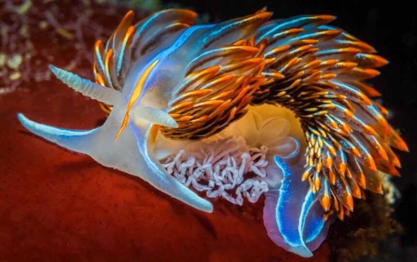 Deniz Sümüklü Böceği opalescent_nudibranch