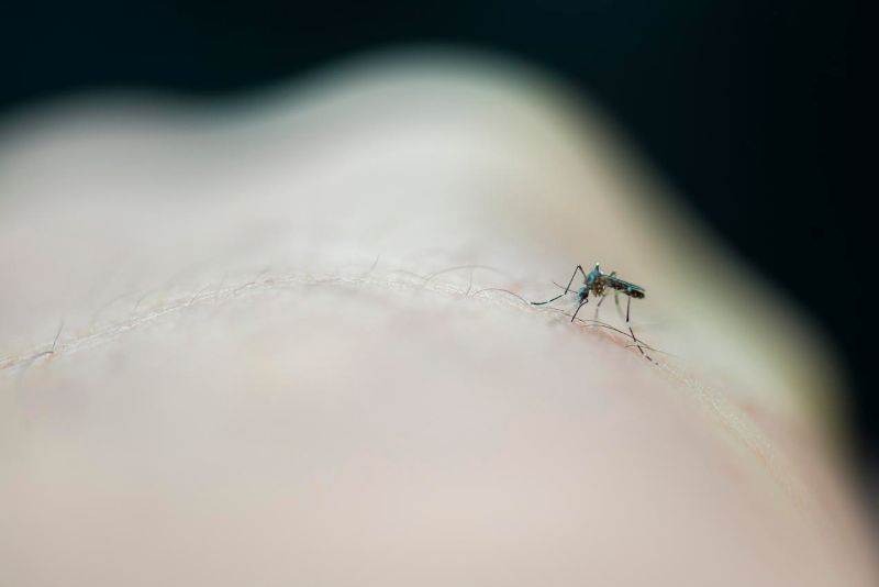 Aedes sivrisineği dang humması, sarı humma ve Zika virüsü gibi ciddi hastalıkları yayabilir. İklim değişikliği riskidir.