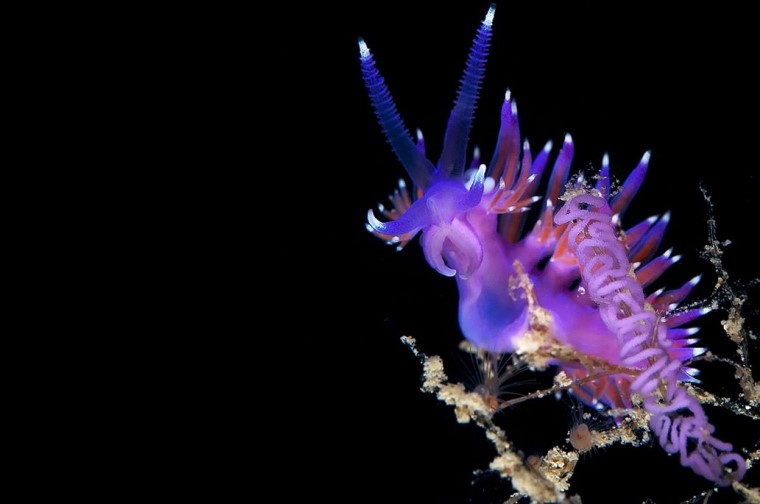 mor nudibranch