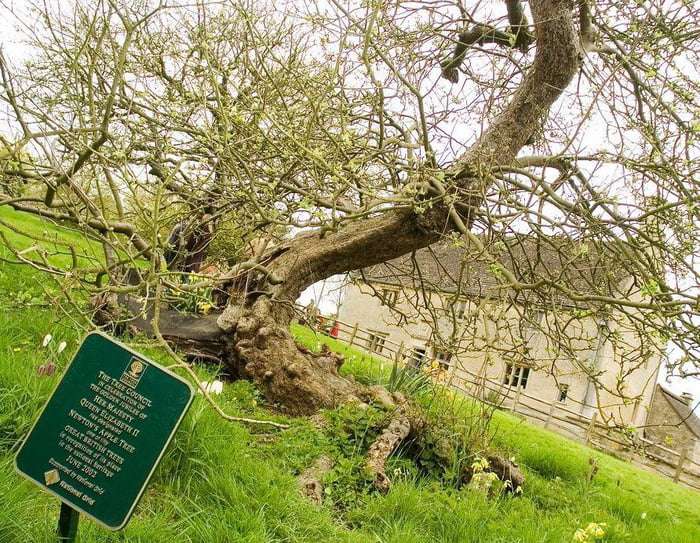 Newton'ın Woolsthorpe Malikanesi'ndeki ünlü elma ağacı, yıpranmış ancak hala ayakta.