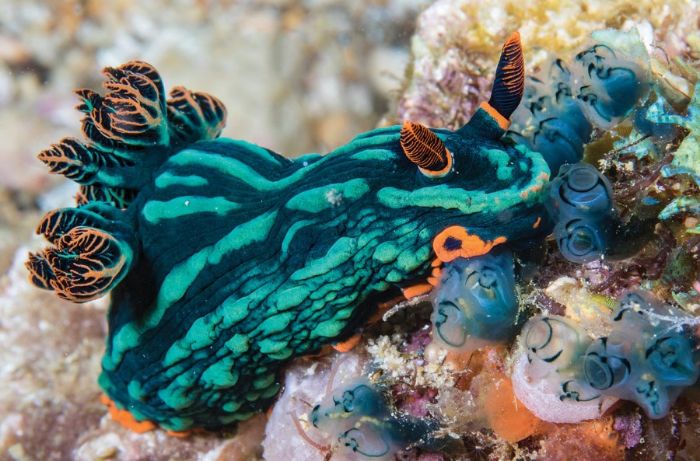 Nudibranch'ler çok çeşitli renklerde, renk birleşimlerinde ve tuhaf şekillerde görünürler.