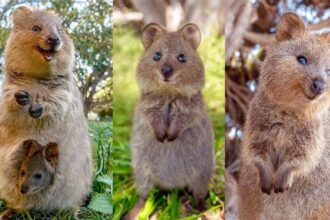 quokka hayvanı