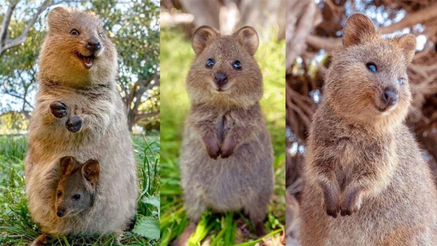 quokka hayvanı