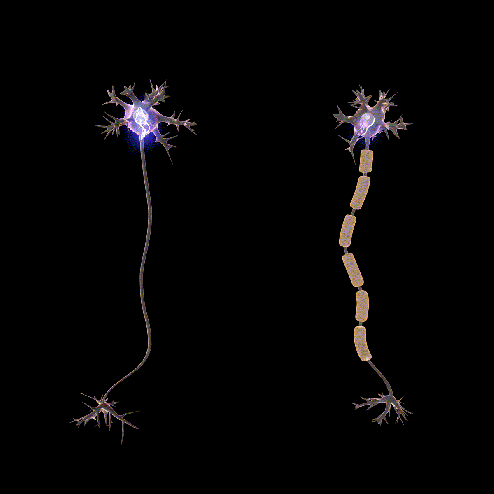 Bir nöronun sinyal taşıması
