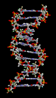 çift sarmal yapılı DNA