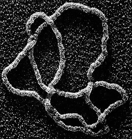 DNA'nın elektron mikroskobu görüntüsü.