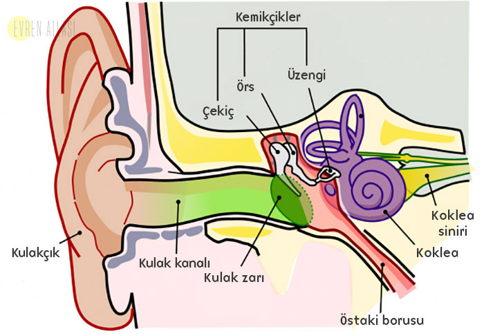 Kulak kanalı, kulak zarı, koklea ve kemikçikler dahil insan kulağının bölümleri.