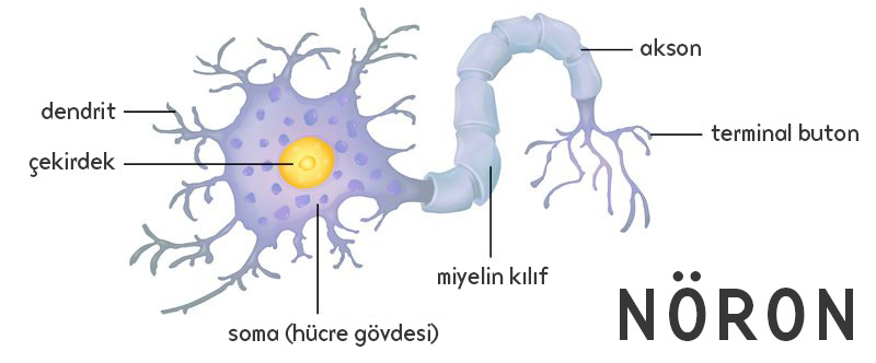 nöron fotoğrafı