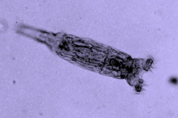 24.000 yaşındaki rotifer