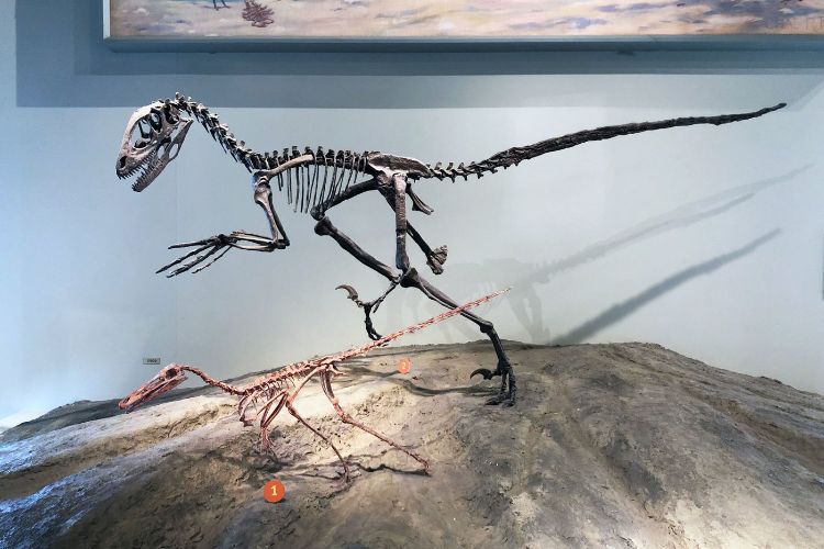Bu iki Dromaeosaur'un üzerinde döküm olduklarını bildiren etiketler vardır. Tüylü teropod dinozorların günümüz kuşlarıyla birçok ortak özelliği var.