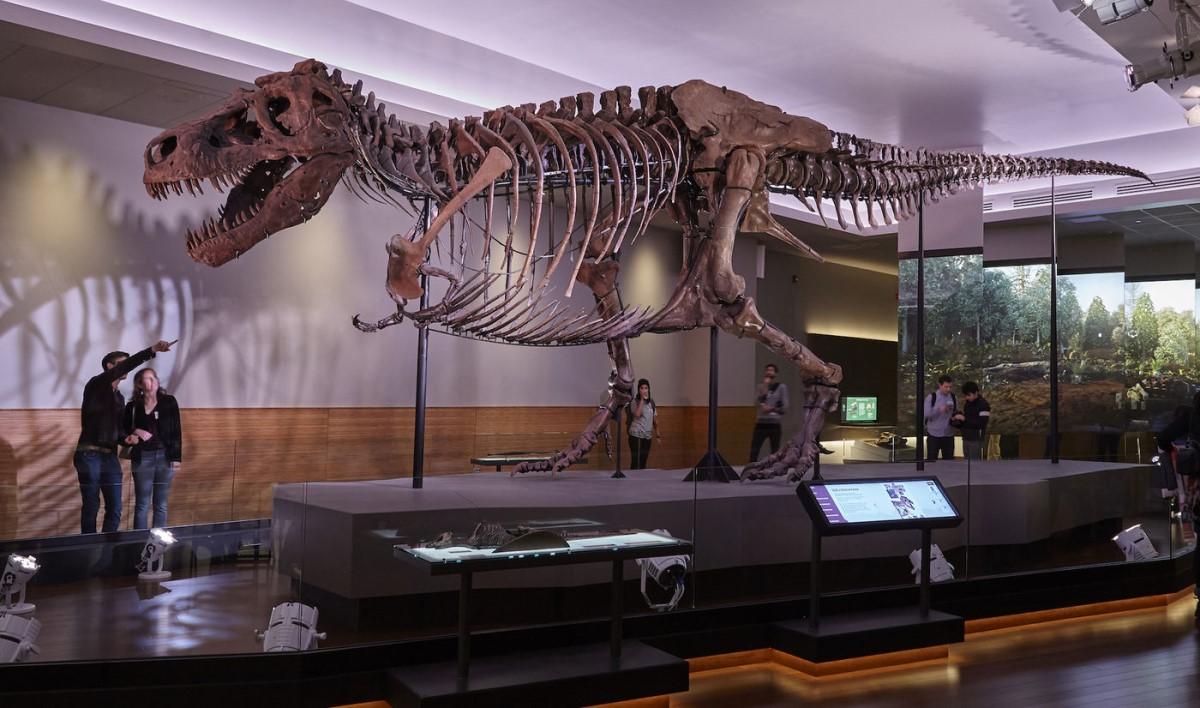 en gerçek dinozor fosili olan sue dinozoru