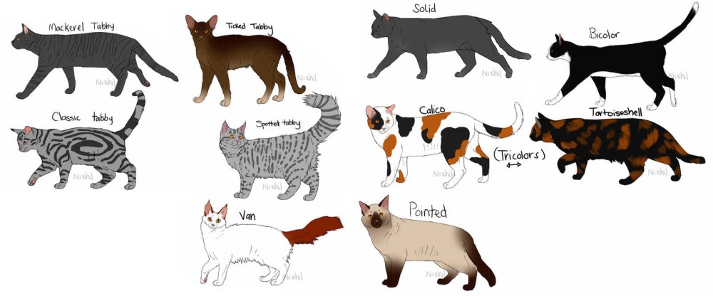 Evcilleştirme ile çeşitlenen kedi desenleri.