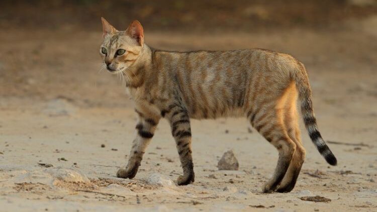 Hala hayatta olan Afrika yaban kedisi veya Felis silvestris lybica.