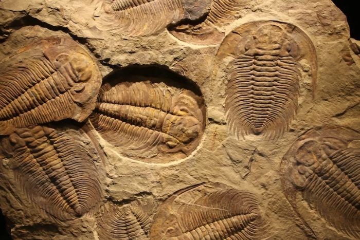 Bir kayaçta bulunan ve yaklaşık 500 milyon yaşındaki trilobit fosilleri.