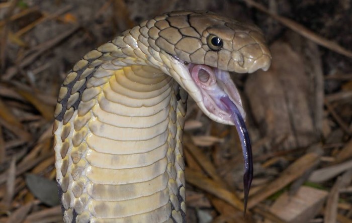 Glottis açıklığı görülen yılan.