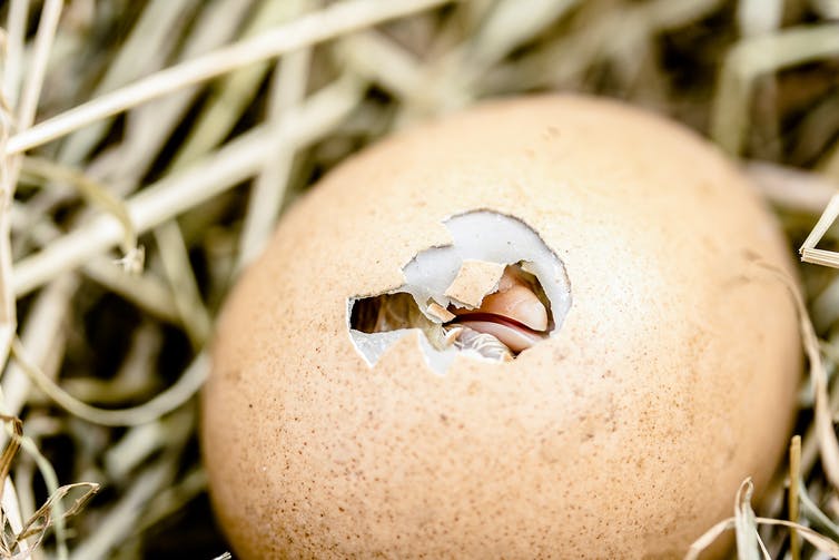 Yumurtanın içindeki zarlar embriyo için içeri oksijeni taşır ve dışarı karbondioksiti atar.