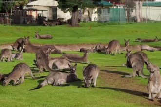 1873609 041417 cc kangaroo golf course vid