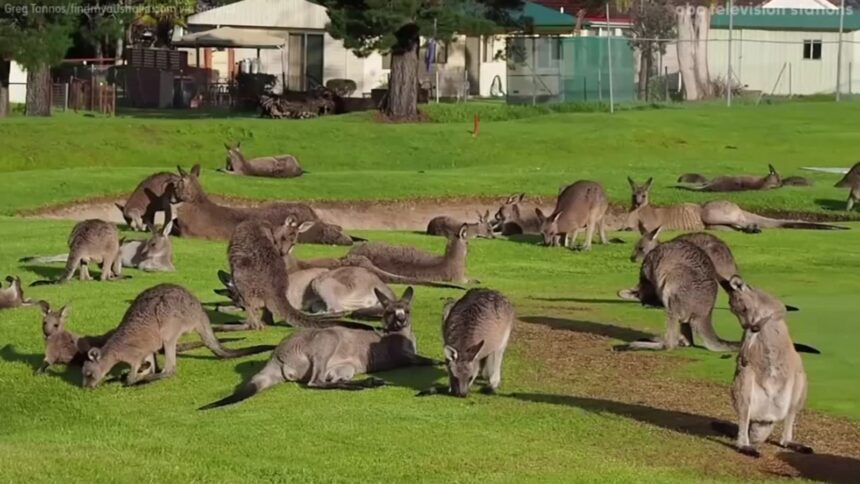 1873609 041417 cc kangaroo golf course vid