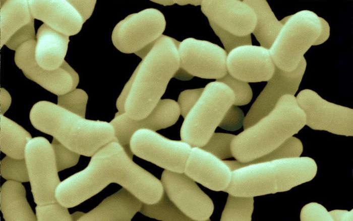 Bağırsak mikrobiyomunu sağlıklı tutan Bifidobacterium bifidum bakterileri.