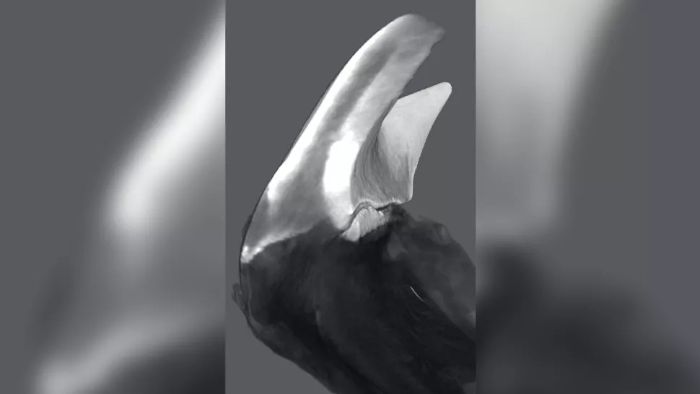Tek bir demir diş başının ve onun sert üst ucunun, senkrotron mikrobilgisayar tomografisi ile belirlenen görüntüsüne göre 3D rekonstrüksiyonu.