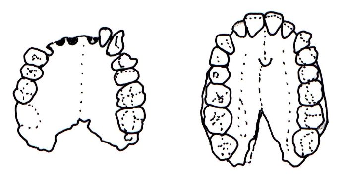 Diş pasajı, üst çenedeki diş sıralarının oluşturduğu şekildir. Bu çizim, erken bir Homo sapien (solda) ve Australopithecus africanus'un (sağda) diş pasajını gösteriyor.