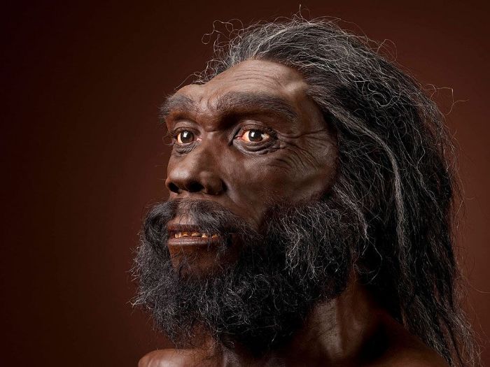 Modern insan, Neandertal ve Denisovalıların ortak atası olmaya aday olan Homo heidelbergensis'in yüz rekonstrüksiyonu.