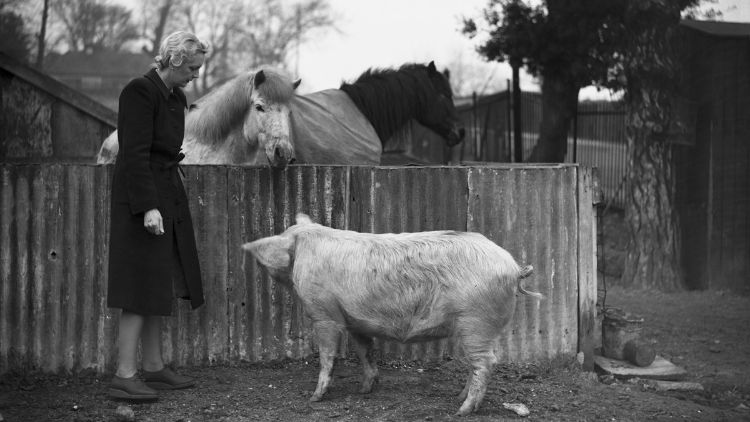 Wimbledon'ın geniş otoparklarından biri, burada Nisan 1942'de gösterildiği gibi, domuzlar, atlar, tavuklar, kazlar, ördekler ve tavşanları barındıran ahşap ağıllarla doluydu.