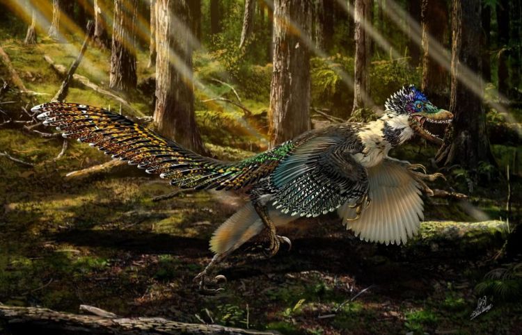 Velociraptor'ın yakın bir kuzeni olan kanatlı bir dinozor olan Zhenyuanlong