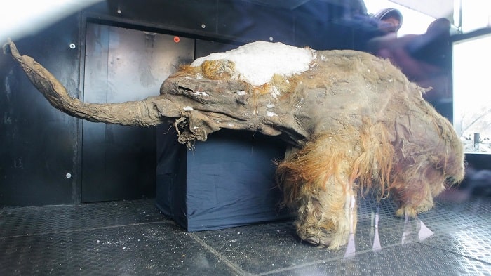 en iyi korunmuş mumyalanmış mamut