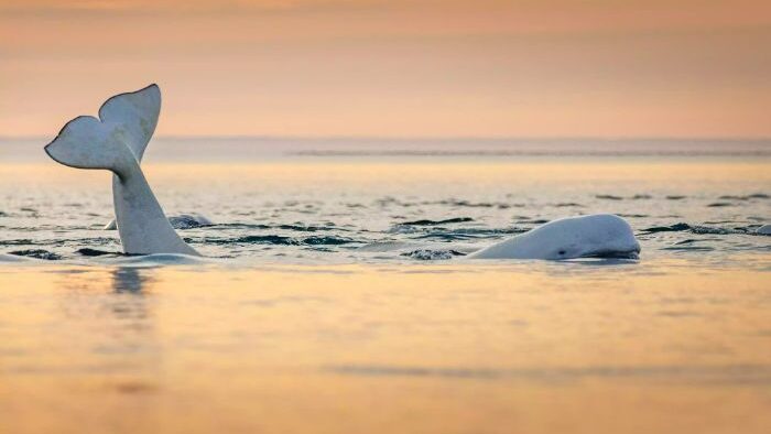 Kanada Kuzey Kutbu'ndaki Somerset Adası yakınlarında gün batımında bir Beluga yüzeye çıkmış. 
