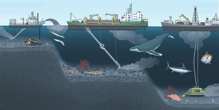 Deniz tabanı madenciliği canlı yaşamını boğuyor.