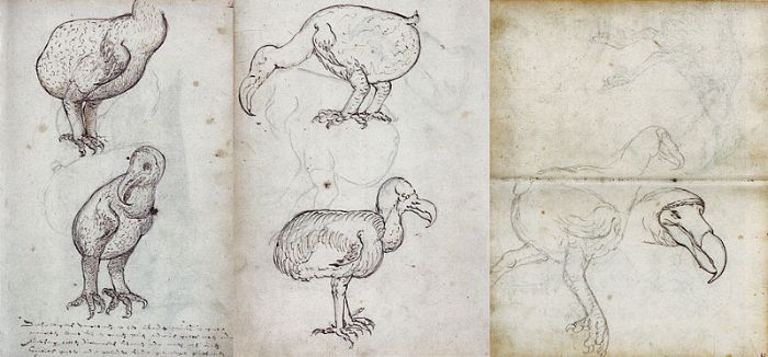 Dodo'nun 1601'de Joris Joostensz Laerle tarafından çizimi.