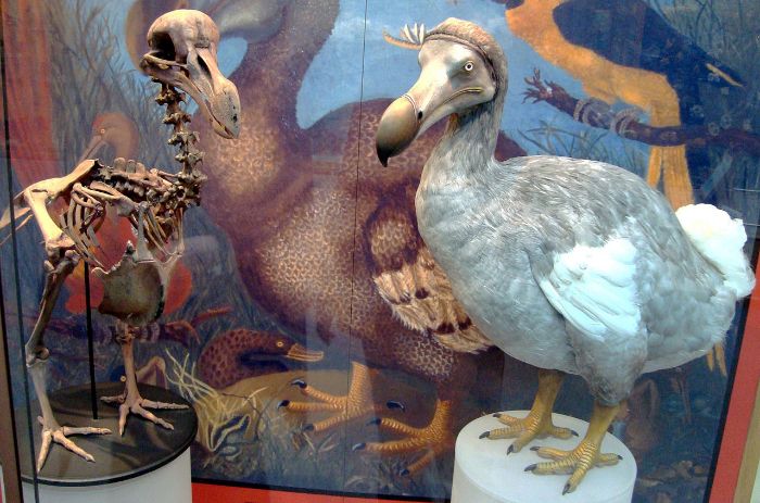 Oxford Üniversitesi Doğa Tarihi Müzesi'ndeki Dodo iskeleti ve modeli. Modern araştırmalara dayanarak 1998'de yapıldı.